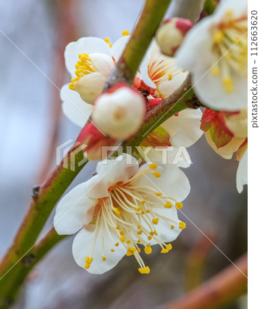 大阪城梅林 小雨天 一野梅花與花蕾 2024 年 1 月 31 日 112663620