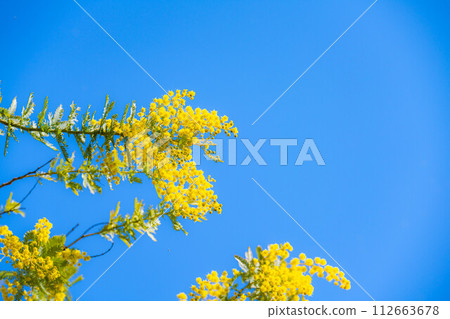 [花材]含羞草花和藍天[愛知縣] 112663678