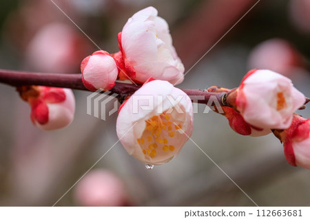 大阪城梅林小雨天八重葉花蕾開放2024年2月20日 112663681