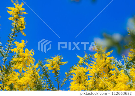 [Flower material] Mimosa flowers and blue sky [Aichi Prefecture] 112663682