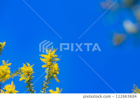 [花材]含羞草花和藍天[愛知縣] 112663684
