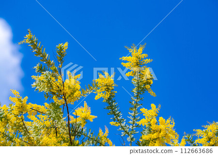 [Flower material] Mimosa flowers and blue sky [Aichi Prefecture] 112663686