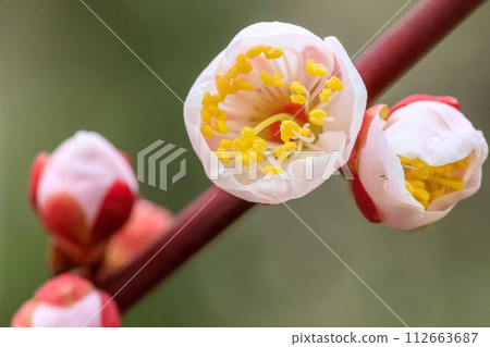 Osaka Castle Plum Grove Light rainy day Bungo Drops and buds open February 20, 2024 Osaka Castle Plum Grove Light rainy day Bungo Drops and buds open February 20, 2024 112663687