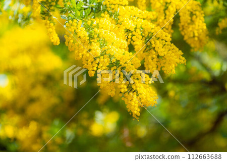 [花材]含羞草花和藍天[愛知縣] 112663688