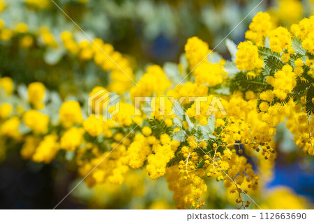[花材]含羞草花和藍天[愛知縣] 112663690