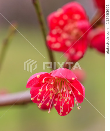 大阪城梅林 小雨天 紅鴴 落在雄蕊上 2024年2月20日 大阪城梅林 小雨天 紅鴴 落在雄蕊上 2024年2月20日 112663691