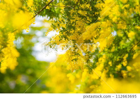 [Flower material] Mimosa flowers and blue sky [Aichi Prefecture] 112663695