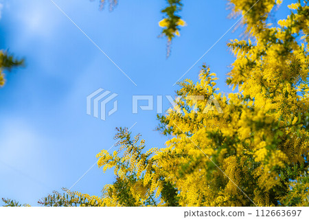 [花材]含羞草花和藍天[愛知縣] 112663697
