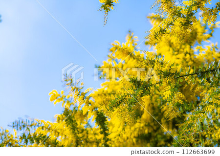 [Flower material] Mimosa flowers and blue sky [Aichi Prefecture] 112663699