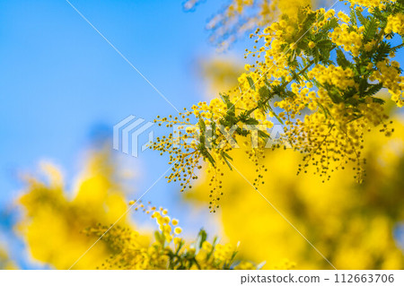 [Flower material] Mimosa flowers and blue sky [Aichi Prefecture] 112663706