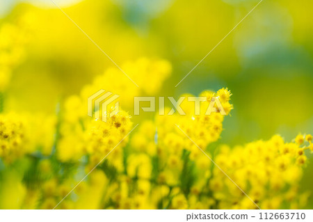 [Flower material] Mimosa flowers and blue sky [Aichi Prefecture] 112663710