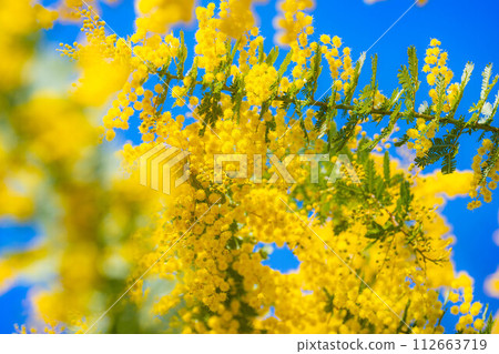 [Flower material] Mimosa flowers and blue sky [Aichi Prefecture] 112663719