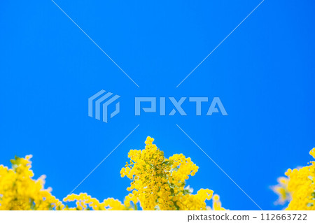 [Flower material] Mimosa flowers and blue sky [Aichi Prefecture] 112663722