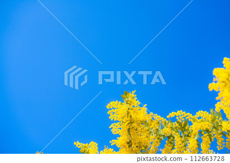 [Flower material] Mimosa flowers and blue sky [Aichi Prefecture] 112663728