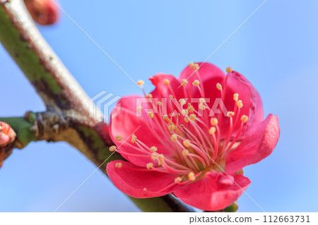 大阪城梅林紅千鳥 2024 年 2 月 14 日 大阪城梅林紅千鳥 2024 年 2 月 14 日 112663731