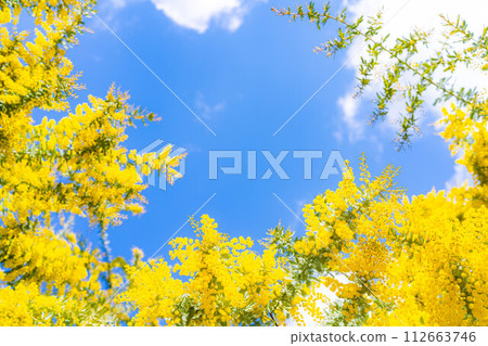 [Flower material] Mimosa flowers and blue sky [Aichi Prefecture] 112663746