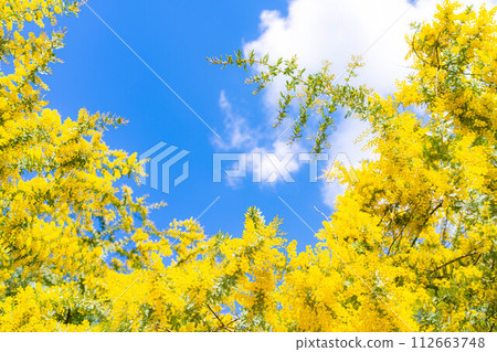 [Flower material] Mimosa flowers and blue sky [Aichi Prefecture] 112663748