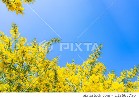 [花材]含羞草花和藍天[愛知縣] 112663750