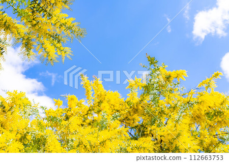 [Flower material] Mimosa flowers and blue sky [Aichi Prefecture] 112663753