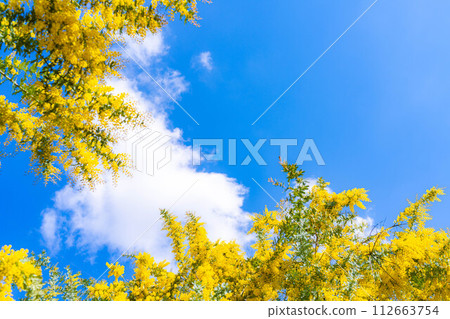 [花材]含羞草花和藍天[愛知縣] 112663754