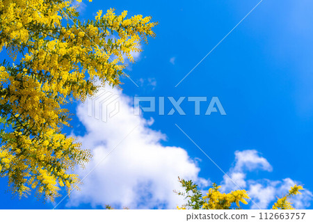 [Flower material] Mimosa flowers and blue sky [Aichi Prefecture] 112663757