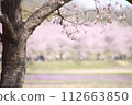 Kita Asaba Sakura Embankment Angyo Kanzakura 112663850