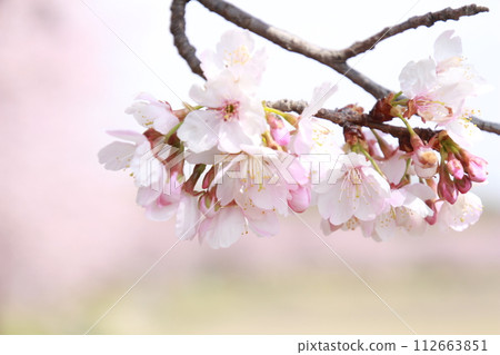 Kita Asaba Sakura Embankment Angyo Kanzakura Kita Asaba Sakura Embankment Angyo Kanzakura 112663851