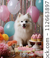 White-haired Japanese Spitz dog surrounded by cakes and balloons 112663897