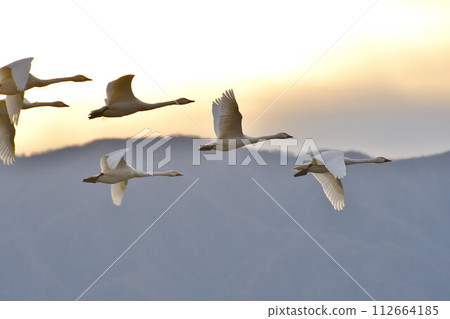 Swans on Lake Hyoko (Niigata Prefecture) Swans on Lake Hyoko (Niigata Prefecture) 112664185