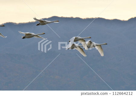 兵子湖的天鵝（新潟縣） 112664212