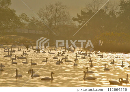 Swans on Lake Hyoko (Niigata Prefecture) 112664256