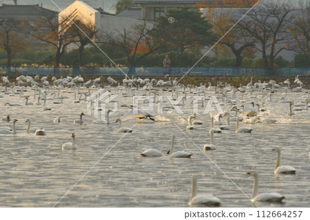 兵子湖的天鵝（新潟縣） 112664257