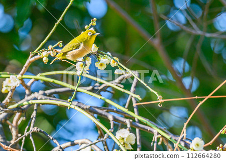Plum blossoms, white-eye, spring flowers Plum blossoms, white-eye, spring flowers 112664280