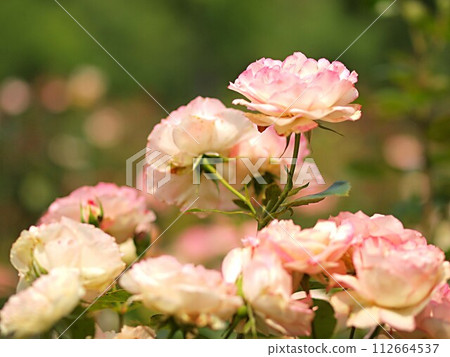 Pink rose flowers and copy space 112664537