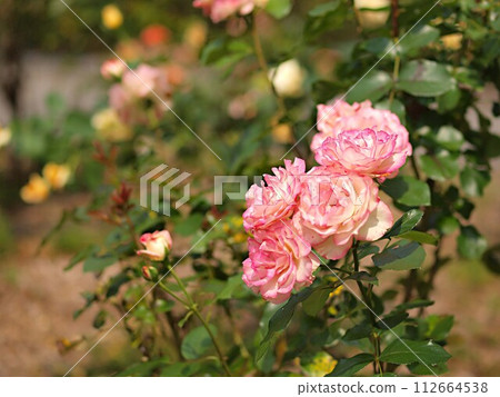 Pink rose flowers and copy space 112664538
