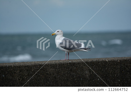Glaucous-winged seagull resting on the embankment of the frigid sea 112664752