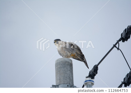 A peregrine falcon perched on a utility pole 112664753