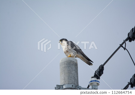 棲息在電線桿上的遊隼 112664754