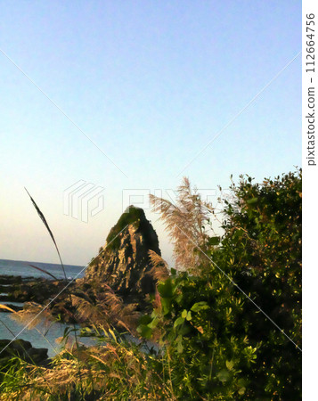 生長在海岸上的植物和奇石 112664756