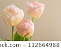 粉紅色的鬱金香 112664988