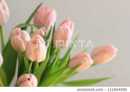 粉紅色的鬱金香 粉紅色的鬱金香 112664990