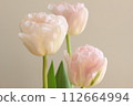 粉紅色的鬱金香 112664994