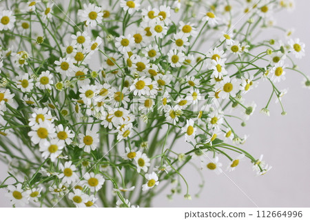 Matriarcharia Matriarcharia 112664996