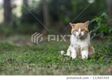 abandoned cat 112665493