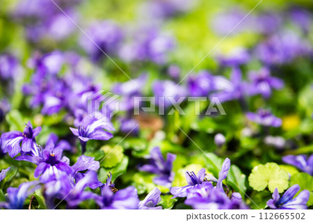 Himekiranso 112665502