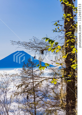 (山梨縣)從櫛形山登山道看到的漂浮在雲海中的富士山 (山梨縣)從櫛形山登山道看到的漂浮在雲海中的富士山 112665553