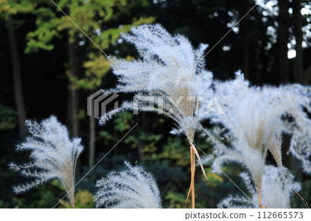 鈴木耳朵特寫 112665573