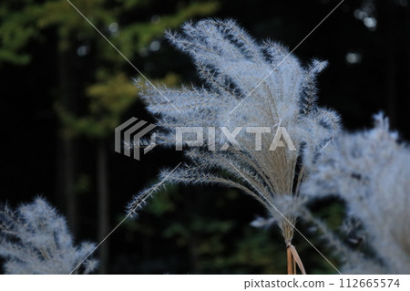 鈴木耳朵特寫 112665574