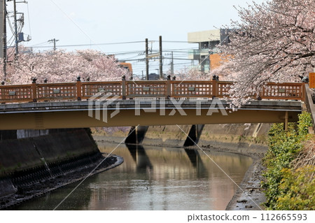 真那川沿岸的一排櫻花樹(千葉縣市川市) 真那川沿岸的一排櫻花樹(千葉縣市川市) 112665593