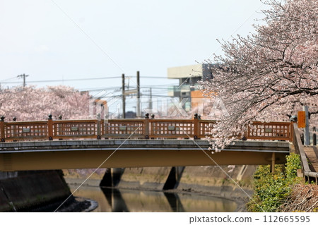 真那川沿岸的一排櫻花樹(千葉縣市川市) 真那川沿岸的一排櫻花樹(千葉縣市川市) 112665595